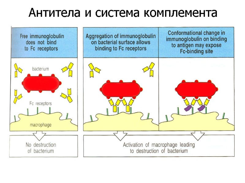 Антитела и система комплемента